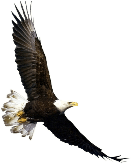 Flying Eagle Png (453x568), Png Download