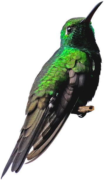 Peel N Stick Poster Of Hummingbird Green Nature Png - Beija Flor Verde Png (637x720), Png Download