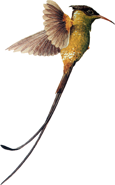 Hummingbird Download Png Image - Swallow Tailed Hummingbird Png (400x656), Png Download