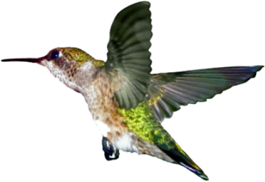 I Just Love The Hummingbird Campaign That Surprised - Ruby Throated Hummingbird (640x593), Png Download