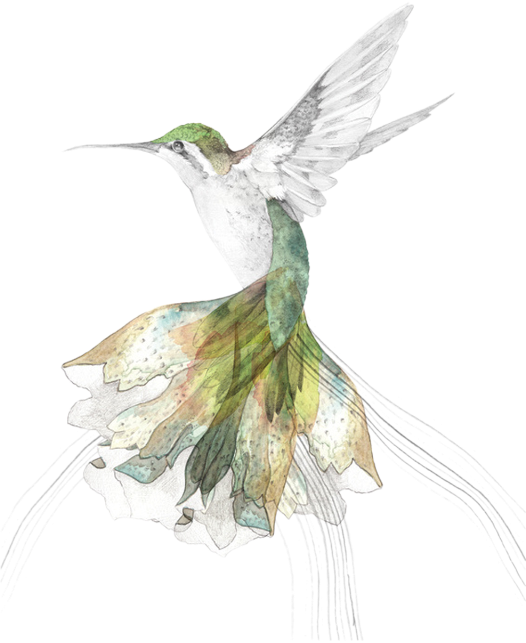 Hand Painted Hummingbird Transparent Decorative - Oil Painting Bird Hummingbird Throw Pillow Case Cushion (1024x1281), Png Download