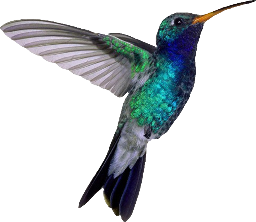 Picture - Blue Hummingbird (900x781), Png Download