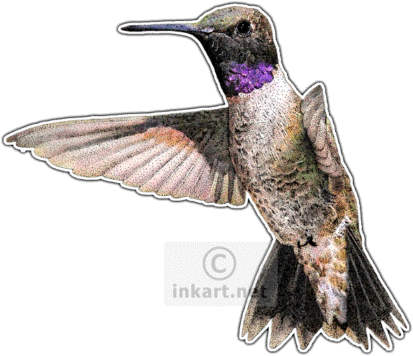 Black-chinned Hummingbird Decal - Hummingbirds Of North America Note Cards (pk (590x509), Png Download