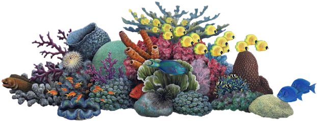Oa-28 - Coral Reef Clipart (640x265), Png Download