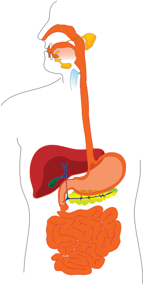 Digestive System Hi Woodinville Sport Spine Your Key - صورة اعضاء جسم الانسان (354x598), Png Download