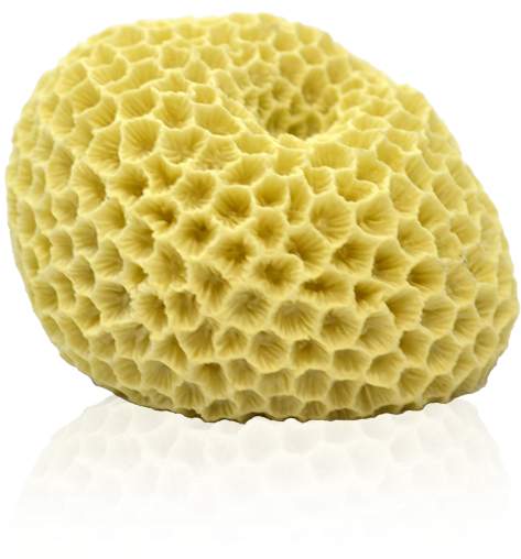 Coral Reef Png Download - Deep Blue - Brain Coral For Aquarium - 3" X 2.5" X (500x517), Png Download