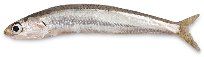 Little Fish Giant Taste Enchantment - Small Fish Png Hd (714x210), Png Download
