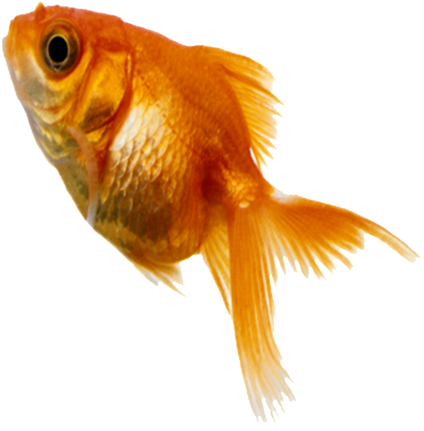 Aesthetically Beautiful Small Fish Static Png - 상명대 금붕어 (1024x1024), Png Download