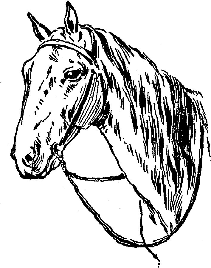 Digital Horse Clip Art - Mane (800x1019), Png Download