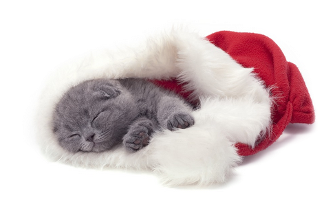 Tubes Christmas Cat Tubes Christmas Cat Tubes Christmas - Christmas Cat Png (500x315), Png Download