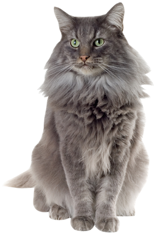 Why Choose A Norwegian Forest Cat To Be The Star Of - Norwegian Forest Cat Png (340x500), Png Download