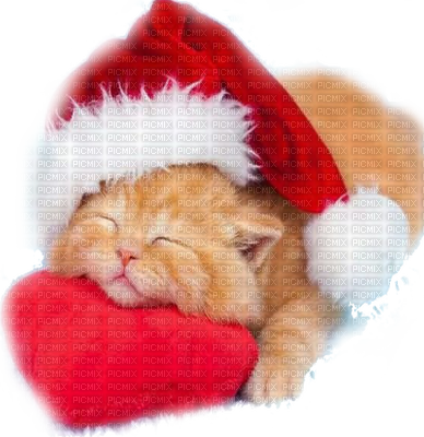 Christmas Cat - Cute Kitten With Christmas Hat (388x400), Png Download