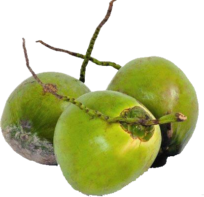 Tender Coconut Water Is A Natural Source Of Electrolytes, - Tender Coconut (414x401), Png Download