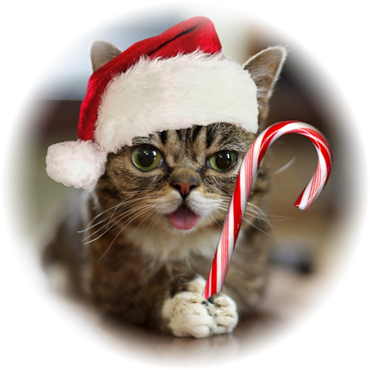 "i'll Be Next Door For Christmas" A Christmas Comedy - Lil Bub Christmas (595x595), Png Download