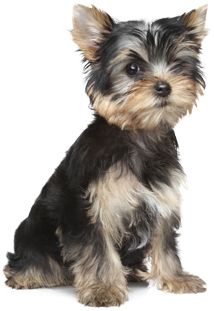 Product Benefits - Puppy Small (357x520), Png Download