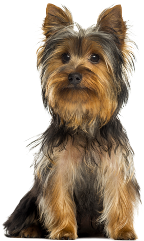 Product Benefits - Small Breed Dogs (423x509), Png Download