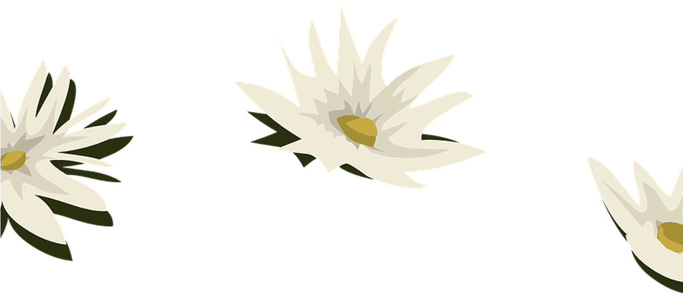 Water Lily White Flowers Free Vector Graphic On Pixabay - Pixabay (1368x855), Png Download
