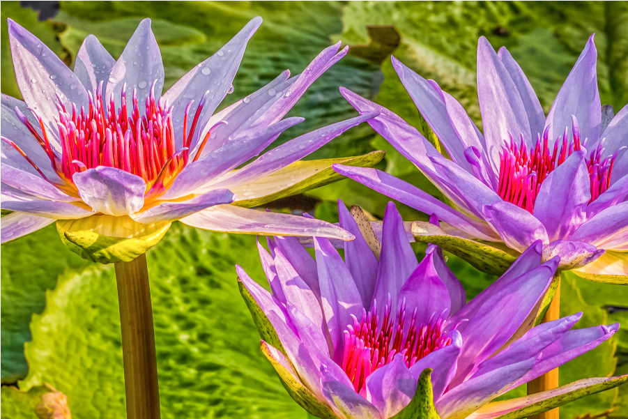 Purple Water Lilies (1000x1000), Png Download