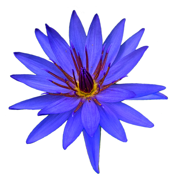 Bleed Area May Not Be Visible - Succulent Plant (600x600), Png Download