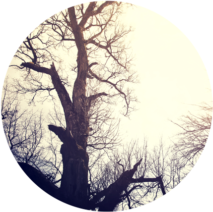 Dead-tree - Tree (500x462), Png Download