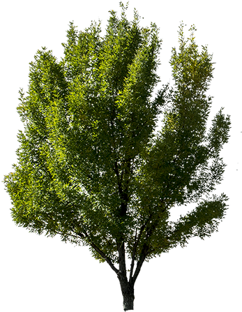 Related Wallpapers - Tree Side View Png (450x450), Png Download