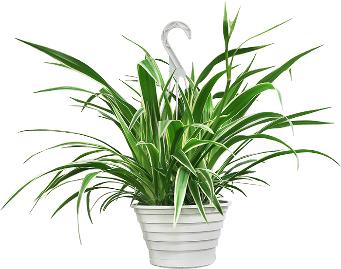 Spider Plant Hanging Basket - Chlorophytum Comosum (700x900), Png Download