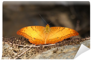 Sleepy Orange (400x400), Png Download