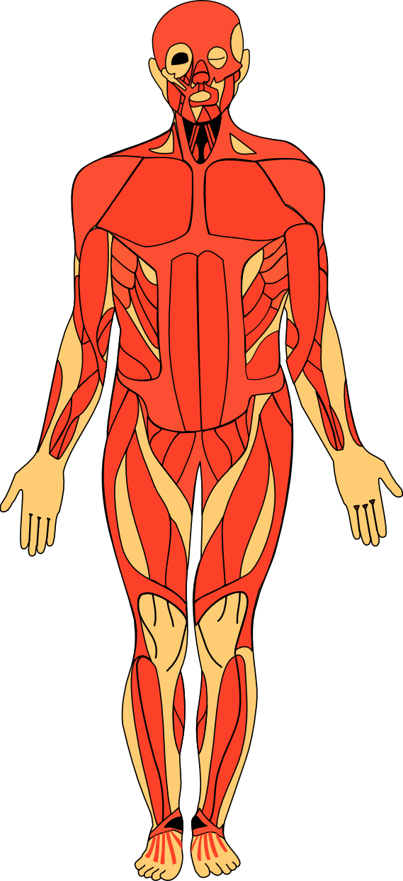 Transparent Anatomy Clipart (569x1243), Png Download
