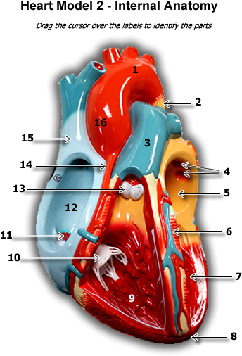 Internal Anatomy Heart2/heart2 Intanatomy - Portable Network Graphics (600x575), Png Download