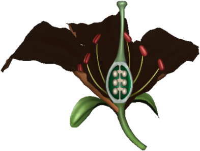 Flower Anatomy - Flag (420x323), Png Download