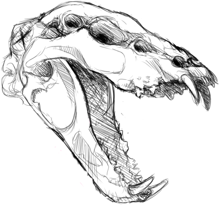 Shinlai Anatomy Study Exotic Skull By Holyfrap-d5h0flv - Portable Network Graphics (894x894), Png Download