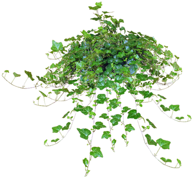 Hanging Plant, Sunshine3 - Hanging Plants Png File (400x374), Png Download