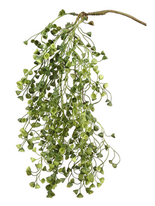 20" Sedum Hanging Bush Green - Inch (800x800), Png Download