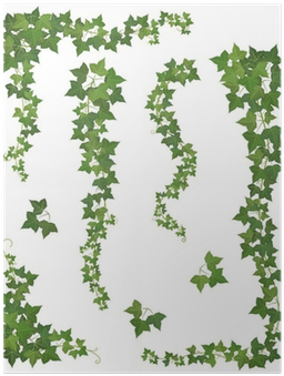Set Of Hanging Branches Of Ivy On A White Background - Hanging Plants Vector (400x400), Png Download