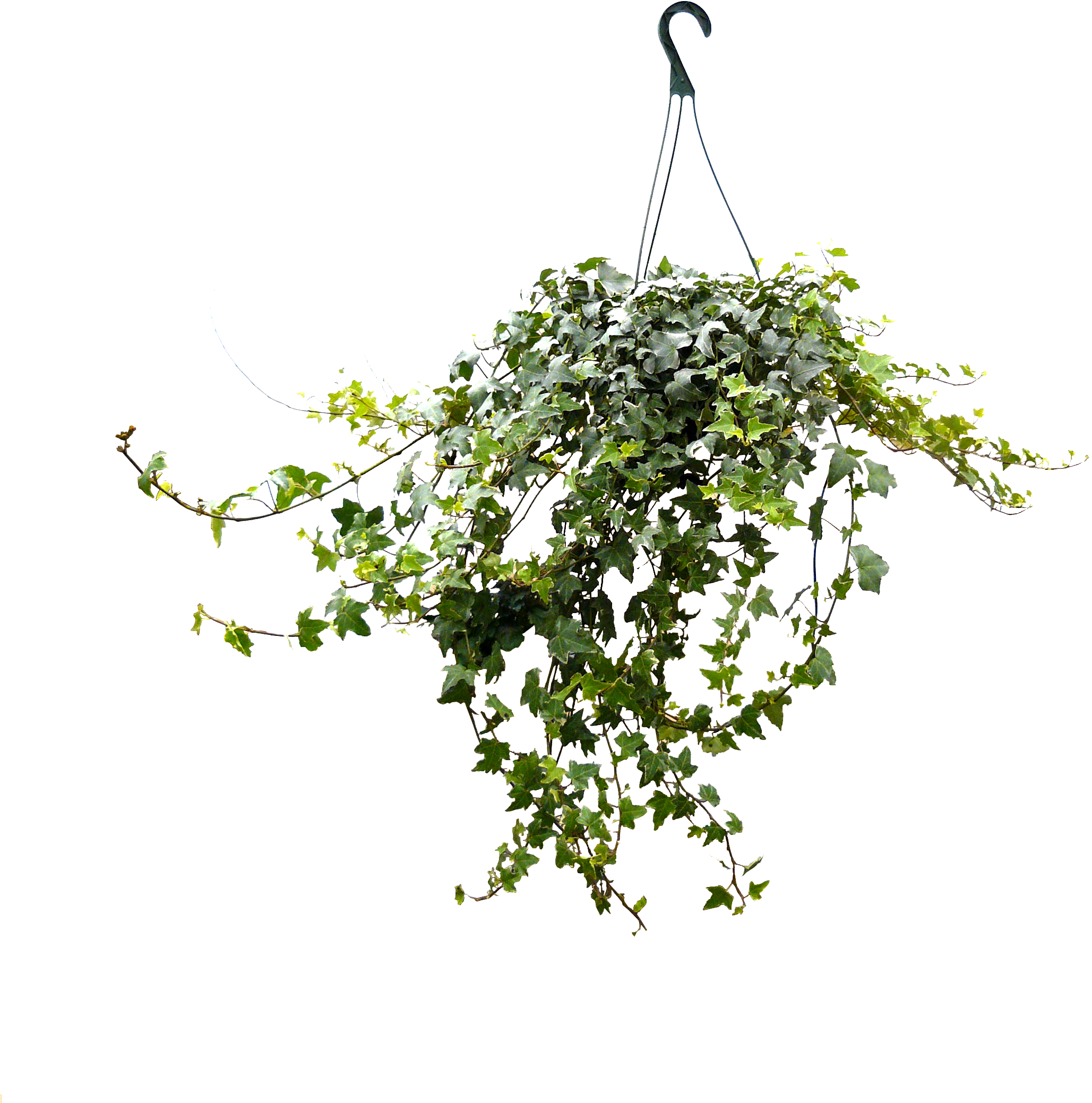 8in Ivy Hanging - Tree (2256x2260), Png Download