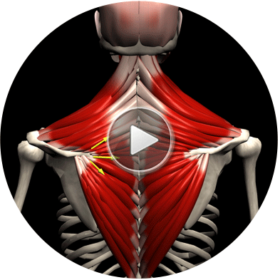 3d Anatomy Of The Muscular System - Muscle And Motion (393x393), Png Download