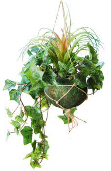Hanging Basket With Light Frosted Ivy And A Tillandsia - Credit (350x350), Png Download