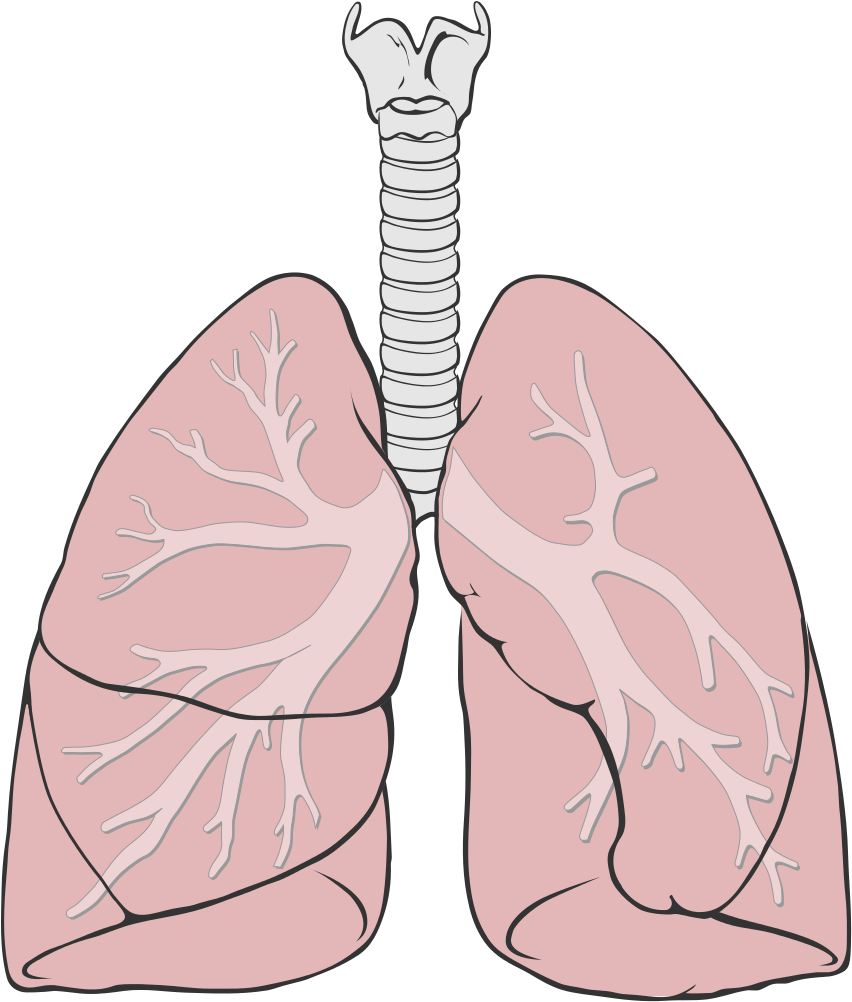 Anatomy Clipart Lung - Simple Lungs (851x1024), Png Download
