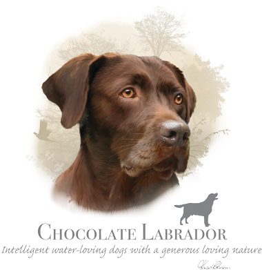 Chocolate Labrador - T Shirt Labrador Choco (400x400), Png Download