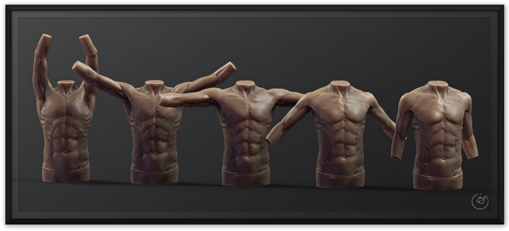 Benmiller Shoulder Rhythm Front 1500px - Anatomy (1000x667), Png Download