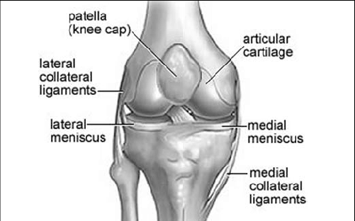 Right Knee Joint Anatomy - Superior Tibiofibular Joint (501x312), Png Download