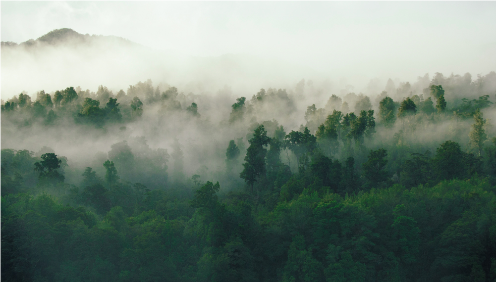 Score 50% - Forest (1000x1000), Png Download