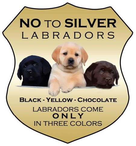 Say No To Silver - Differences Between American Labs And English Labs (860x484), Png Download