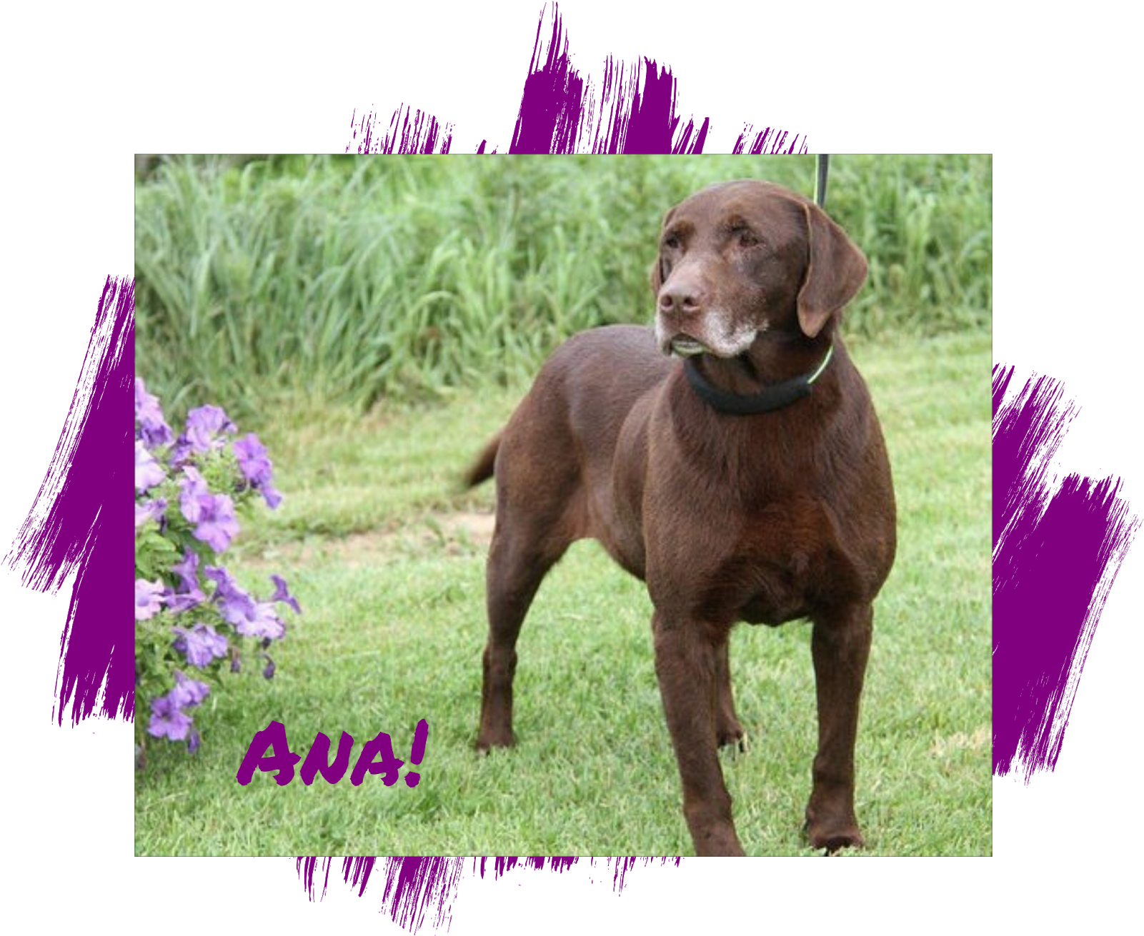 Lab Rescue Of L - Pointing Breed (1600x1600), Png Download