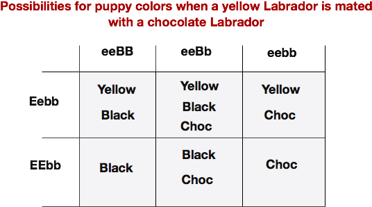 Yellowxchocolate - Labrador Retriever Coat Colour Genetics (612x348), Png Download