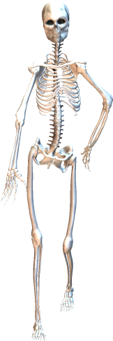 Skeleton Walking 2 - Skeleton (317x523), Png Download