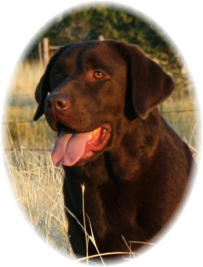Labrador Retriever (408x537), Png Download