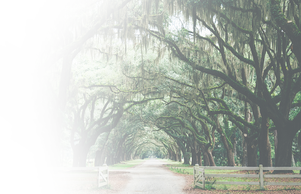 Letgetstart - Tree Archway (1000x645), Png Download