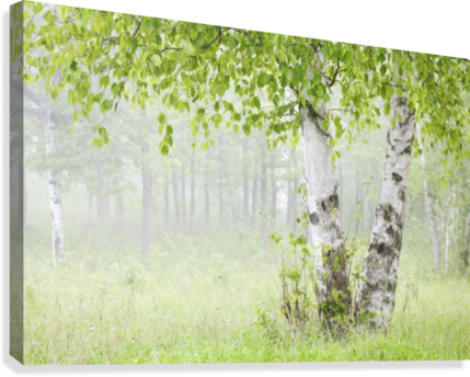 Birch Trees In Fog - Supplier Generic Birch Trees In Fogthunder Bay Ontario (429x344), Png Download