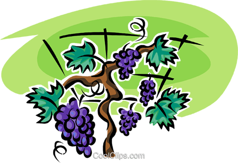 Grapes On The Vine Royalty Free Vector Clip Art Illustration - Videira Vetor Png (480x330), Png Download